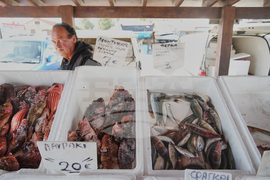 Cyprus Invasive Fish