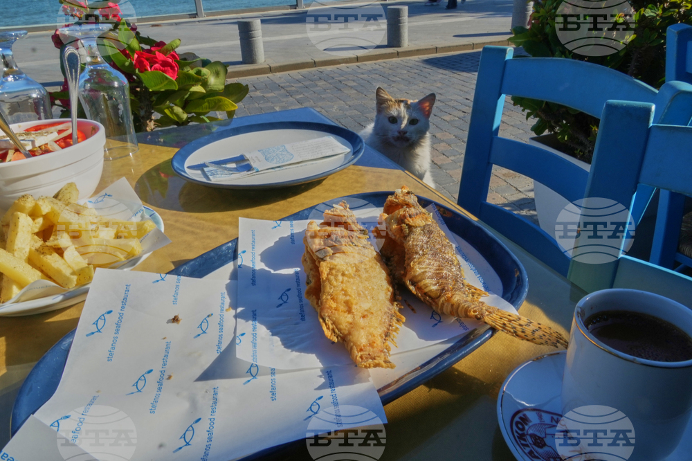 Cyprus Invasive Fish