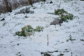 Разград - зима