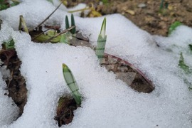 Търговище - кокичета