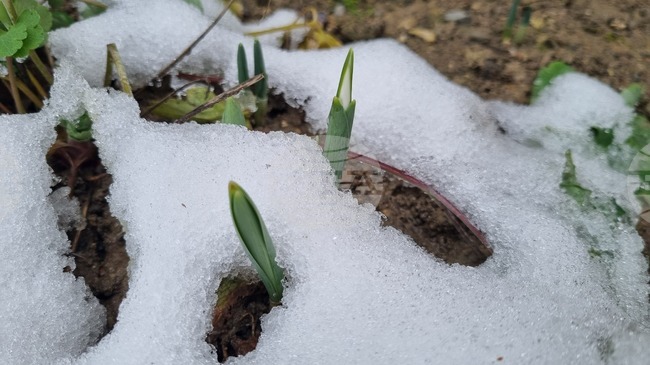 Търговище - кокичета