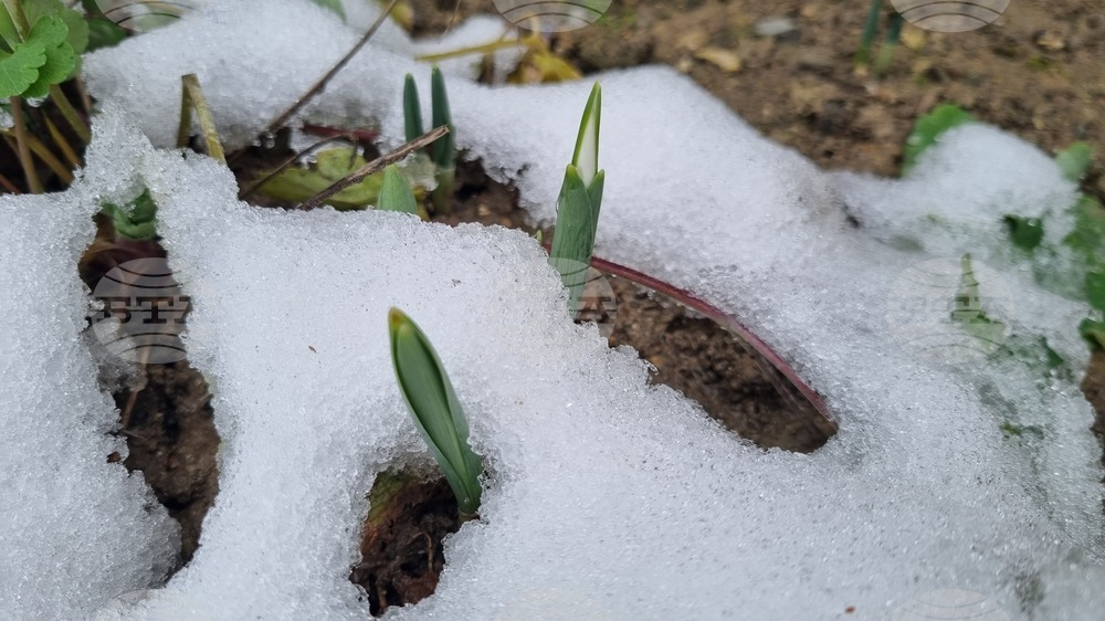 Търговище - кокичета