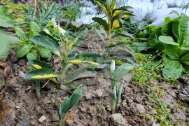 Търговище - кокичета