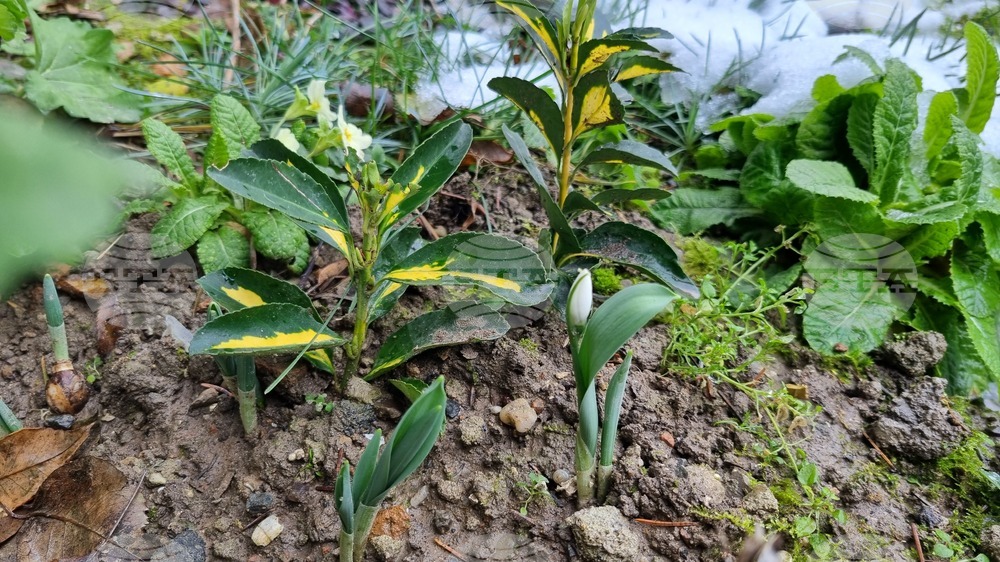 Търговище - кокичета