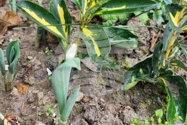 Търговище - кокичета