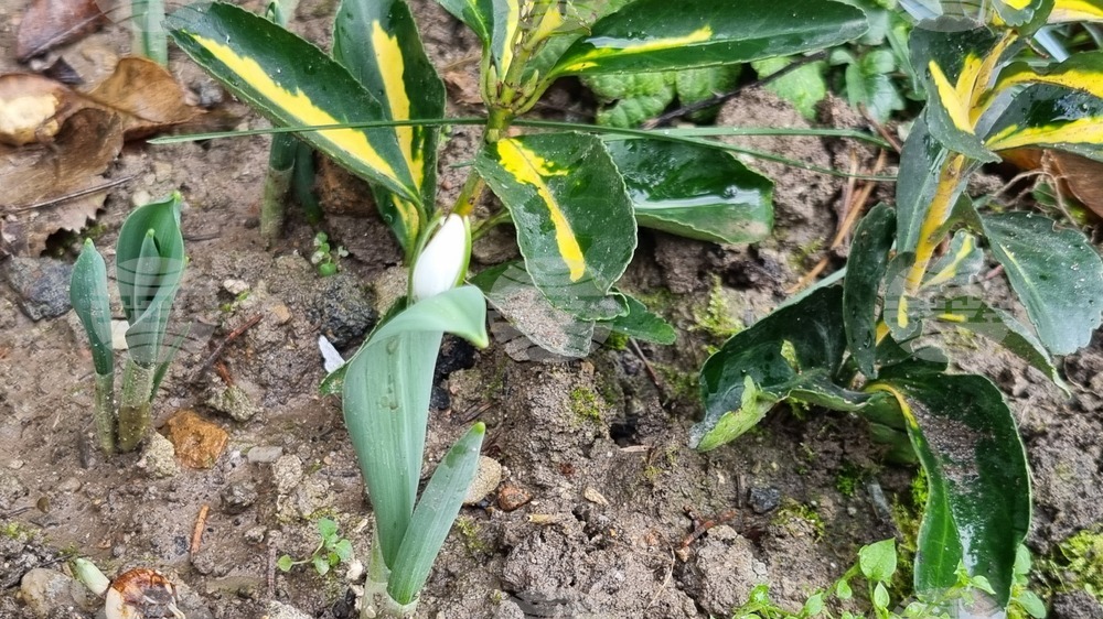 Търговище - кокичета