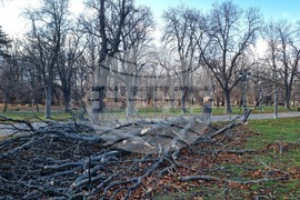 Борисова градина - паднало дърво