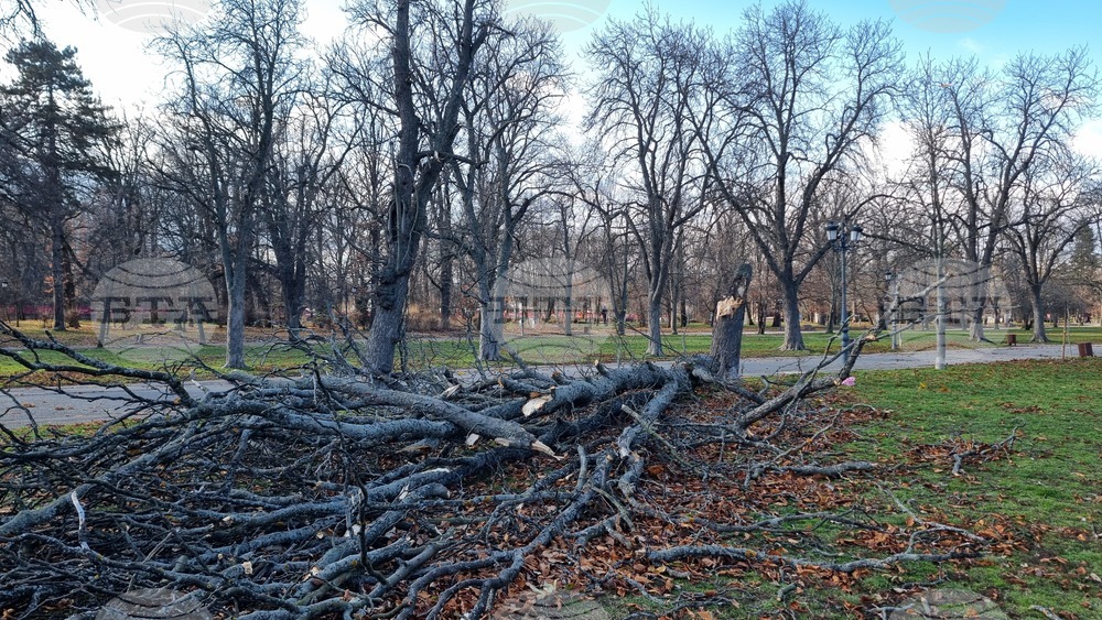 Борисова градина - паднало дърво