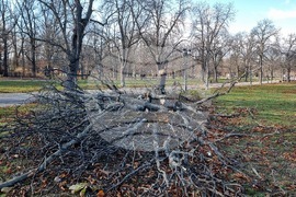 Борисова градина - паднало дърво