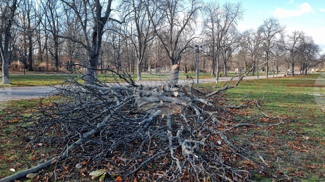 Екипи на Столичната община работят на терен по сигнали във връзка със силния вятър