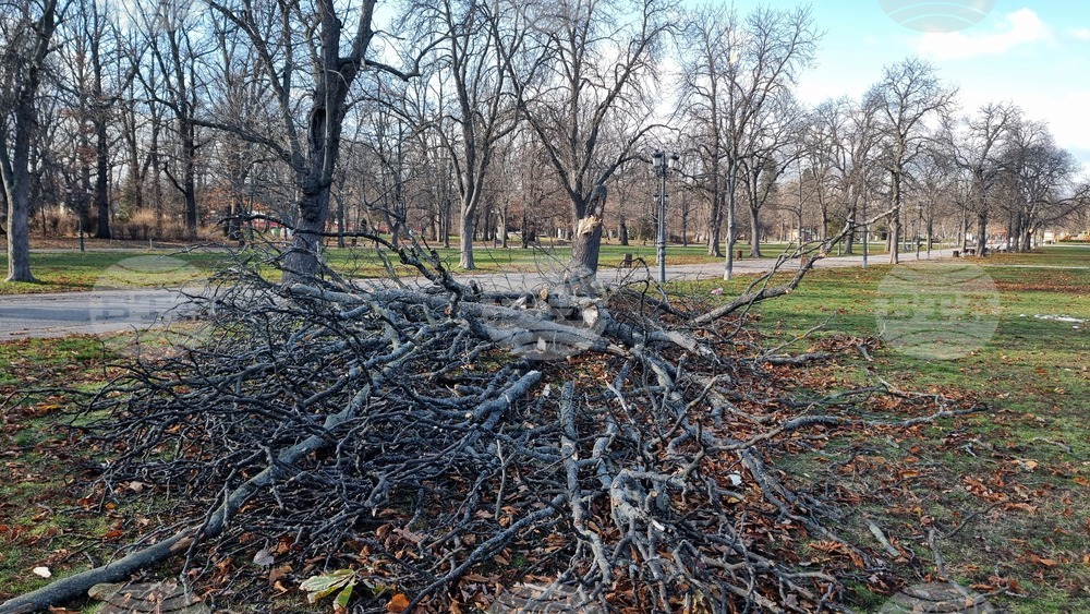 Борисова градина - паднало дърво