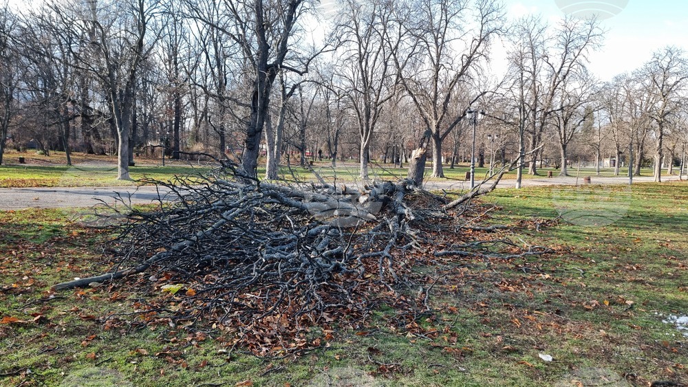 Борисова градина - паднало дърво