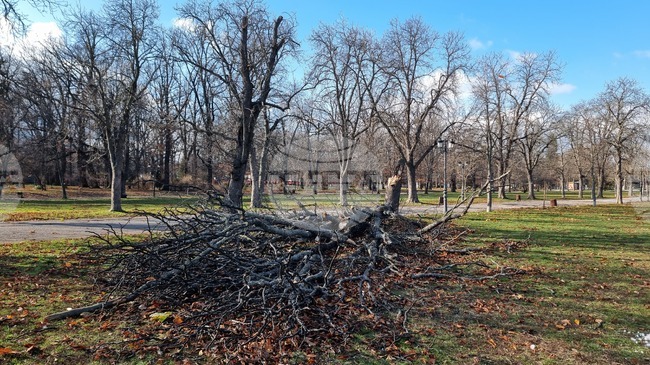 Борисова градина - паднало дърво