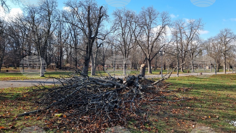 Борисова градина - паднало дърво