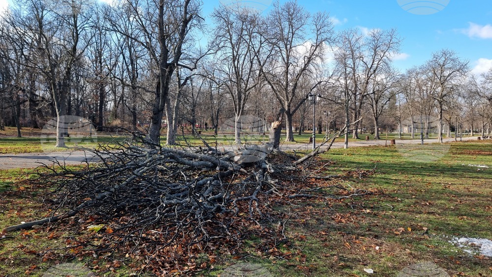 Борисова градина - паднало дърво