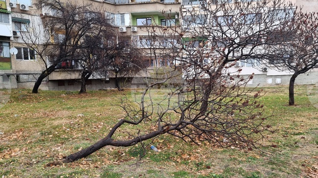 Вятър със скорост 70 километра в час е духал в Монтана, съборено е дърво на пътя Монтана-Видин