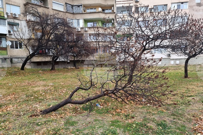 Вятър със скорост 70 километра в час е духал в Монтана, съборено е дърво на пътя Монтана-Видин