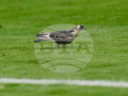 APTOPIX Italy Serie A Soccer