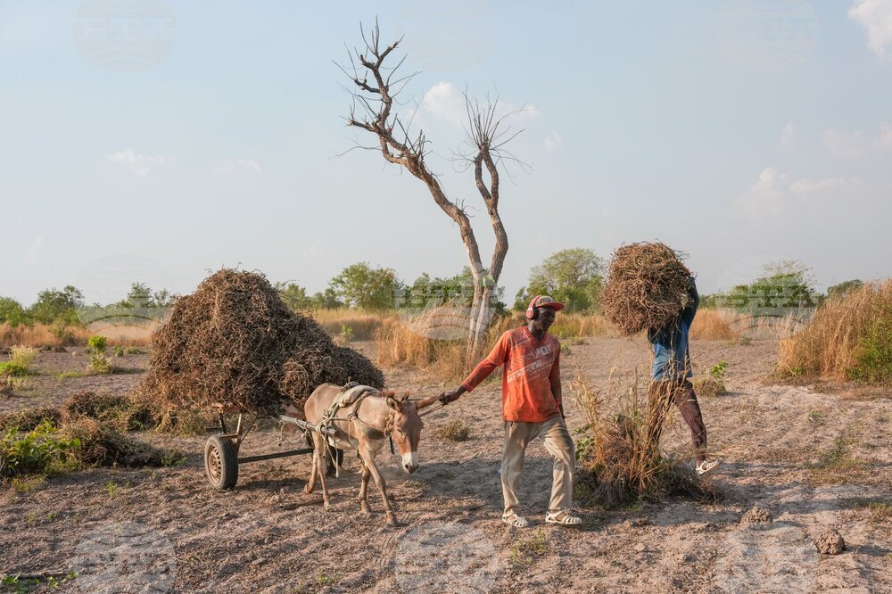 Senegal Young Farmers