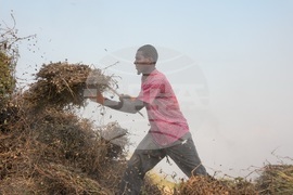 Senegal Young Farmers