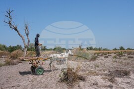 Senegal Young Farmers