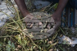 Senegal Young Farmers
