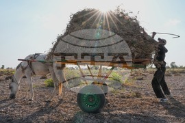 Senegal Young Farmers