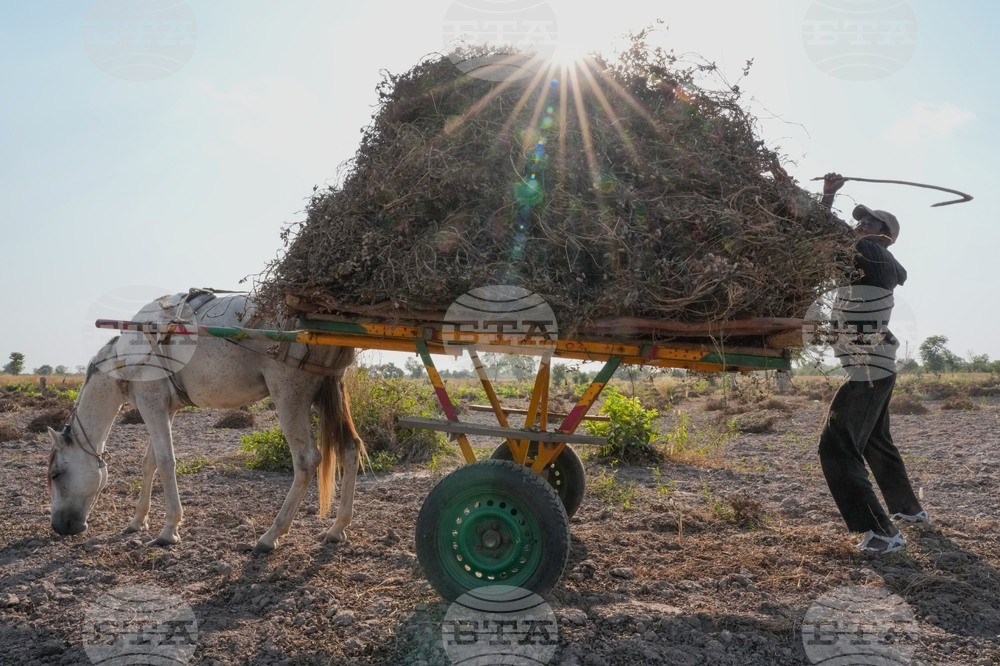 Senegal Young Farmers