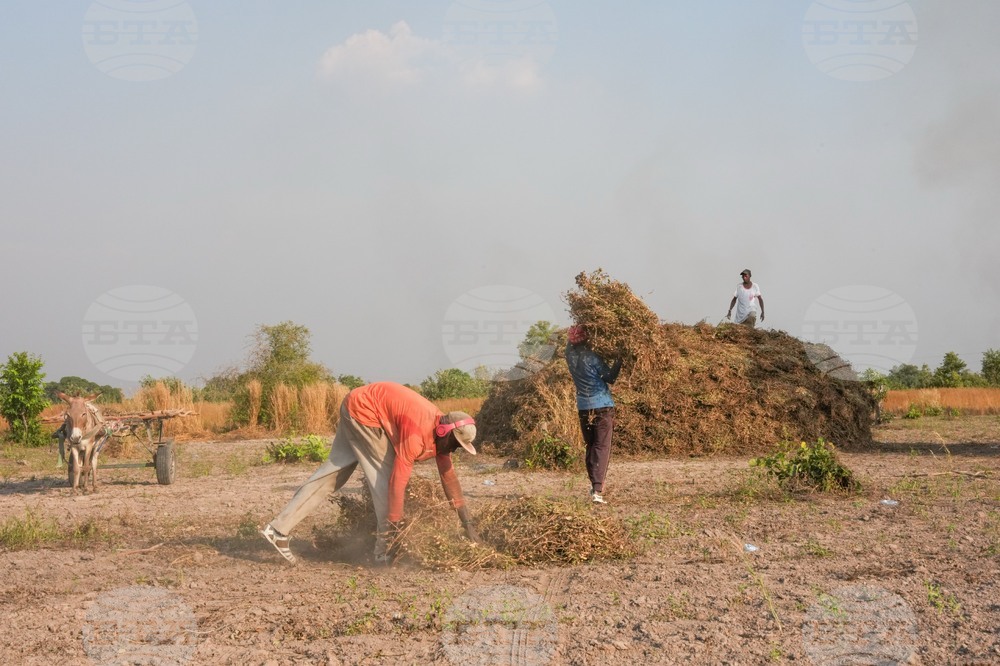 Senegal Young Farmers