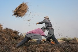 Senegal Young Farmers