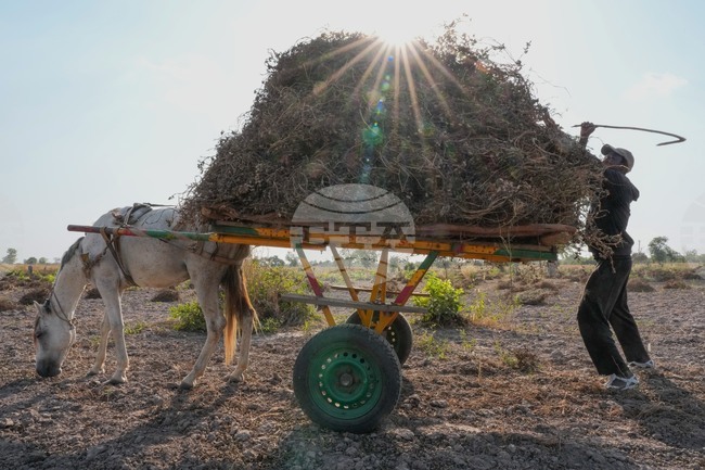 APTOPIX Senegal Young Farmers