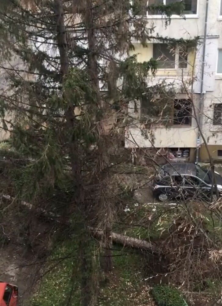 Екипи на Община Ловеч разчистват паднали от силния вятър клони