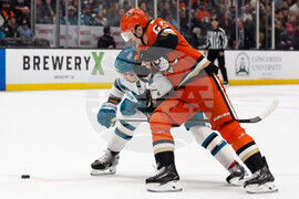 Sharks Ducks Hockey