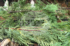 Gardening Christmas Tree Uses