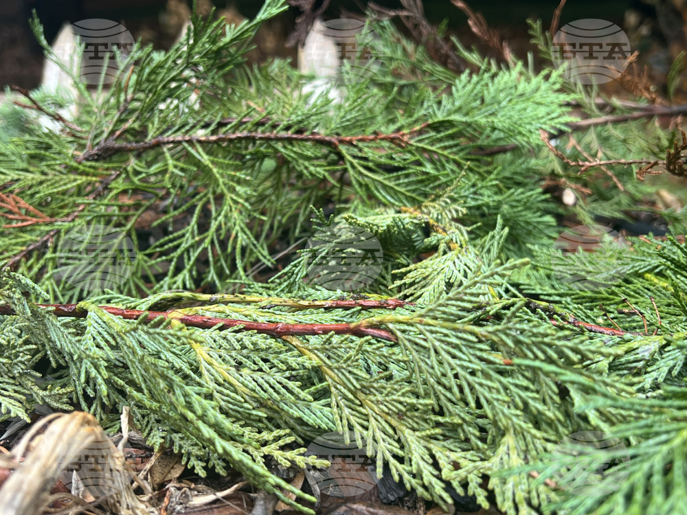 Gardening Christmas Tree Uses