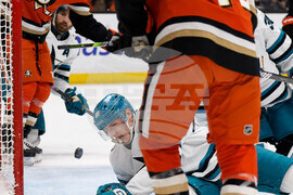 Sharks Ducks Hockey