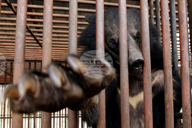 South Korea Bear Bile