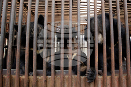 South Korea Bear Bile