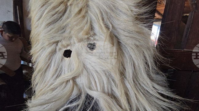 В навечерието на фестивала „Старчевата“ в Разлог тече подготовка за кукерското дефиле в първия ден на Новата година