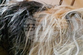 Разлог - чауши - подготовка