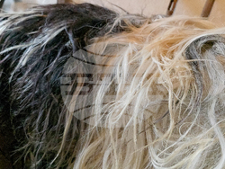 Разлог - чауши - подготовка