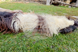 Разлог - чауши - подготовка