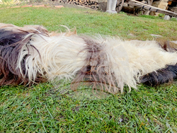 Разлог - чауши - подготовка