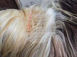 Разлог - чауши - подготовка