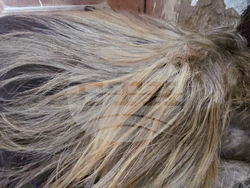 Разлог - чауши - подготовка