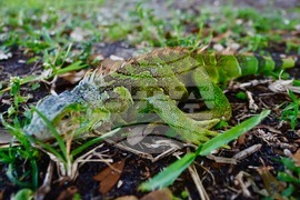 Extreme Weather Florida