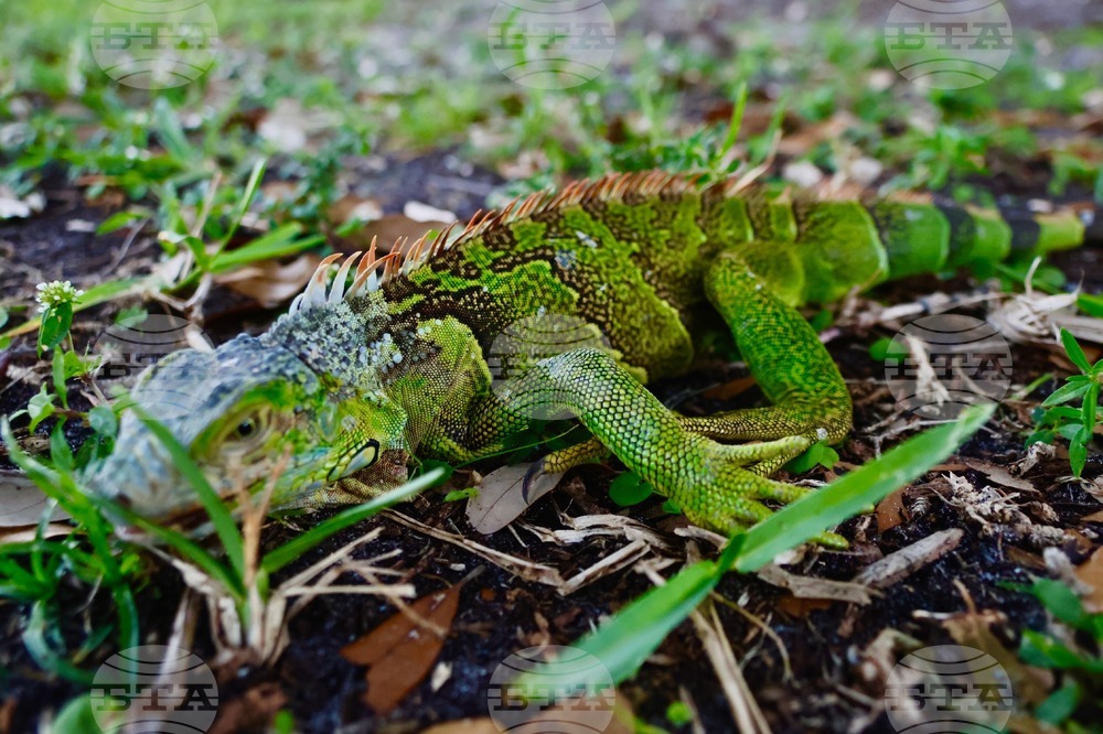 Extreme Weather Florida