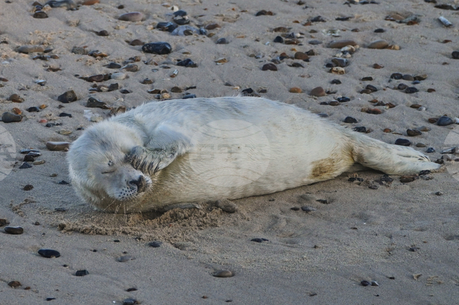 Britain Seals Daily Life