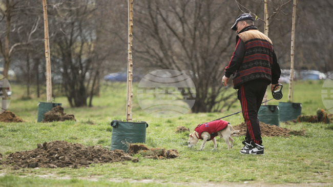 Ограничители на корени защитават тротоари и сгради в Бургас при новото озеленяване в града