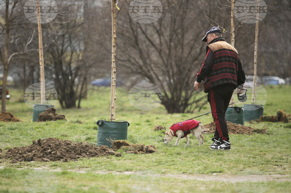 Ограничители на корени защитават тротоари и сгради в Бургас при новото озеленяване в града